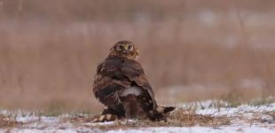 Рідкісного птаха помітили на Дніпропетровщині: який вигляд має 