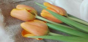 Привітання з Міжнародним жіночим днем: 8 березня 2026 року