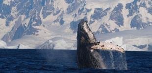 В Антарктиді кит влаштував унікальне 