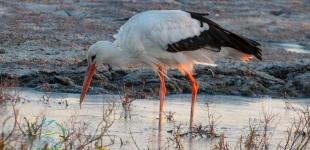 Майже 2 тисячі лелек зробили вимушене приземлення на Одещині: що відбувається