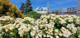 Чорнобильська АЕС потопає у квітах: який вигляд має станція зараз