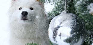 Снежные собаки