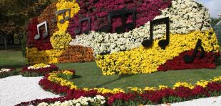 Выставка хризантем на Певческом Поле