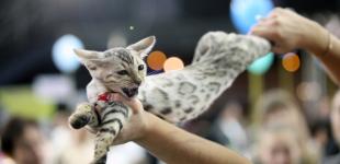 Осенние выставки котов в Киеве