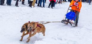 Под Харьковом собаки тянули лыжников и сани