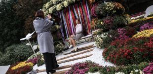 На Співочому полі відкрили виставку хризантем «Фантастична історія»