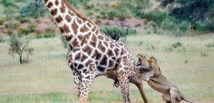Схватка в дикой саванне: пара львов и пятиметровый жираф
