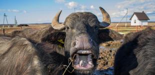 Возрождение легенды: как карпатский буйвол стал туристической «изюминкой» Закарпатья