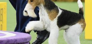 Westminster Kennel Club Dog Show: фокстерьер Король победил на международной выставке собак в Нью-Йорке 