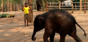 Слоны на карантине: в Таиланде животные отдыхают от туристов