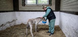 Современные Айболиты: как в приюте под Киевом волонтеры спасают диких животных