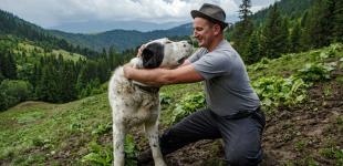 Алабаї на полонині: собаки карпатських вівчарів