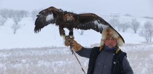 Хищники вышли на настоящую охоту: в Казахстане прошел фестиваль беркутчи 