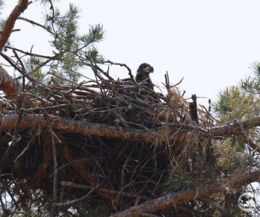 В Чорнобильській зоні помітили рідкісну хижу птаху та пташеня