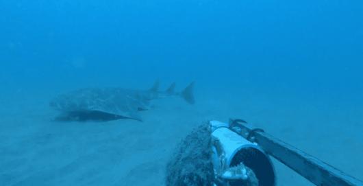 Рідкісна акула-ангел з’явилася у водах Уельсу
