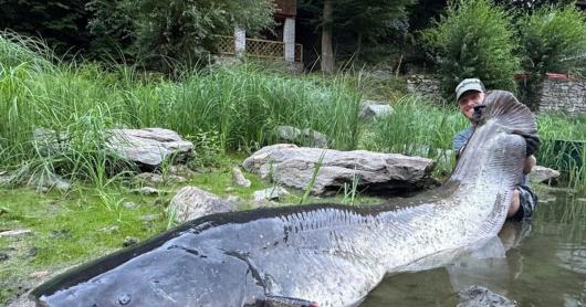 Гігантський сом у Чехії – рибалка побив рекорд країни й ледь втримав улов