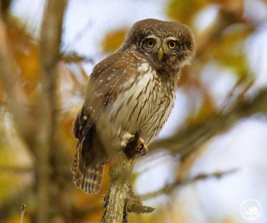 Найменша сова Чорнобиля – у заповіднику зафіксували рідкісний вид хижака