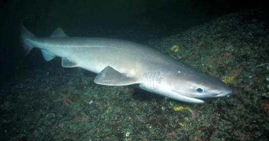 Неймовірне відкриття у Середземному морі: вчені вперше зняли п’ятиметрову тупорилу акулу