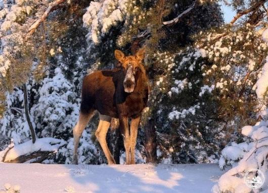 Біля Чорнобиля помітили 