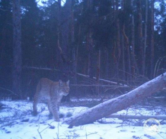 У Чорнобилі помітили 