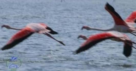 Фламінго на Тузлівських лиманах — перші розвідники прилетіли з моря і є надія на гніздування