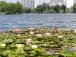 У Києві на озері Тельбін продовжує цвісти сад різнобарвних німфей
