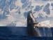 В Антарктиді кит влаштував унікальне "прощальне шоу" для українських науковців