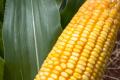 Выбираем и варим кукурузу: минимум, который необходимо знать
