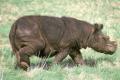 Последний суматранский носорог умер в Малайзии 