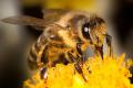 Украина поможет Канаде восстановить популяцию пчел 