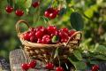 Вишневая пора: польза и вред ягоды
