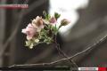 Япония наслаждается неожиданным осенним цветением сакуры