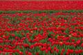 Цветение тюльпанов в «мини-Голландии» на Херсонщине планируется на конец апреля