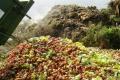 Ненужные овощи: почему украинские продукты гниют на свалках