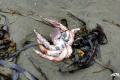 На Камчатке - экологическая катастрофа, погибли сотни морских существ