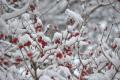 В Украине ударят морозы до 18 градусов: синоптики дали детальный прогноз на начало недели