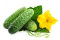 Польза и вред огурцов