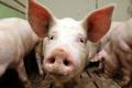 Под Днепром нашли туши свиней, зараженных африканской чумой