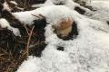На Прикарпатье даже под снегом находят грибы
