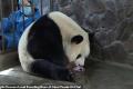 В Китае уже радуются пандам