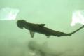 Чергова акула буде розважати людей у київському ТРЦ