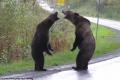 В Канаде двое медведей устроили 