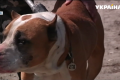Четыре дня без еды и воды: в Кривом Роге спасли брошенную хозяином собаку 