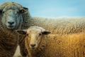 Неизвестное животное напало на отару овец в Кировоградской области