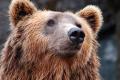 Эксклюзив: В клетках на Прикарпатье нашли изможденных медведей