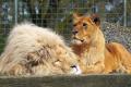 Пять львов из Бердянского зоопарка улетели в Африку