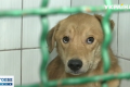 Шесть собак спасли из плена в Харькове: животные уже не могли стоять на ногах