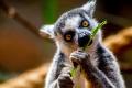 Лемурам Мадагаскара грозит вымирание