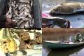 Українців годують тухлою рибою з рук браконьєрів – чому так відбувається