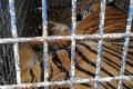 Двое из тигров, которые чуть не погибли на границе Беларуси и Польши, нашли новый дом